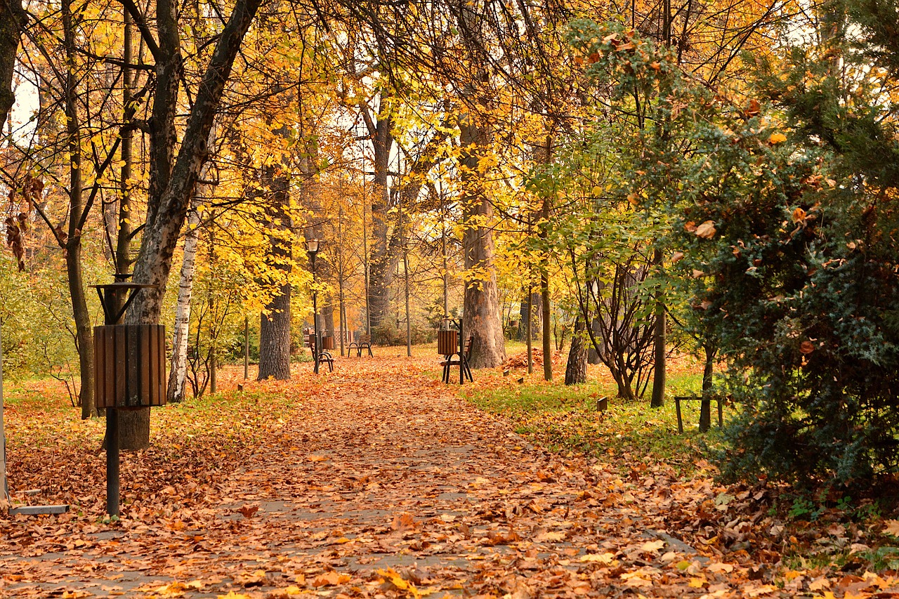 esplorando il verde urbano conoscere gli alberi